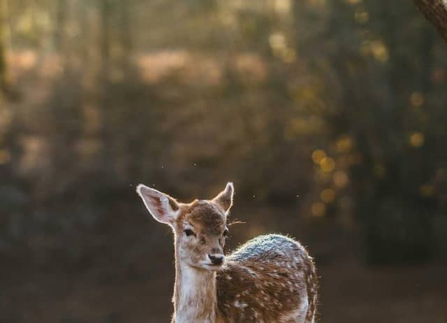 ladsuGtq